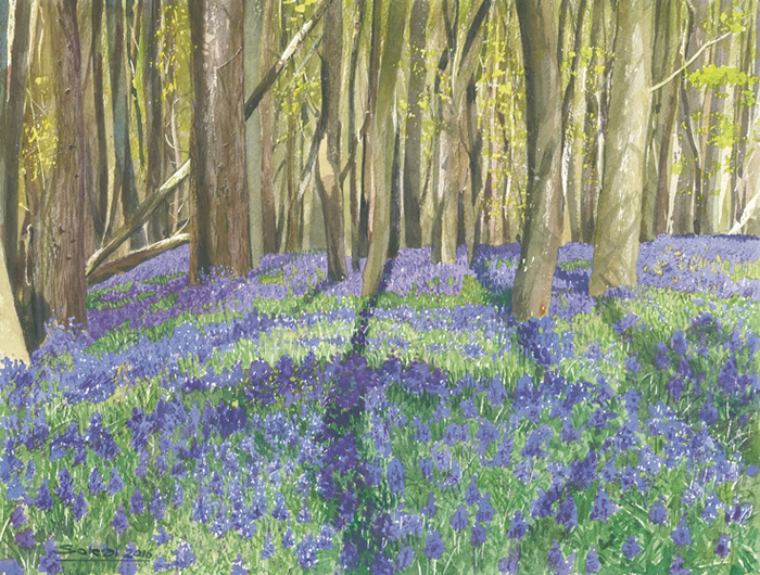 Bluebells